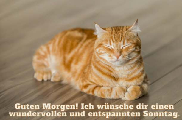 guten morgen sonntag bilder kostenlos für whatsapp